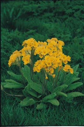 Picture of Cowslip - Common Yellow